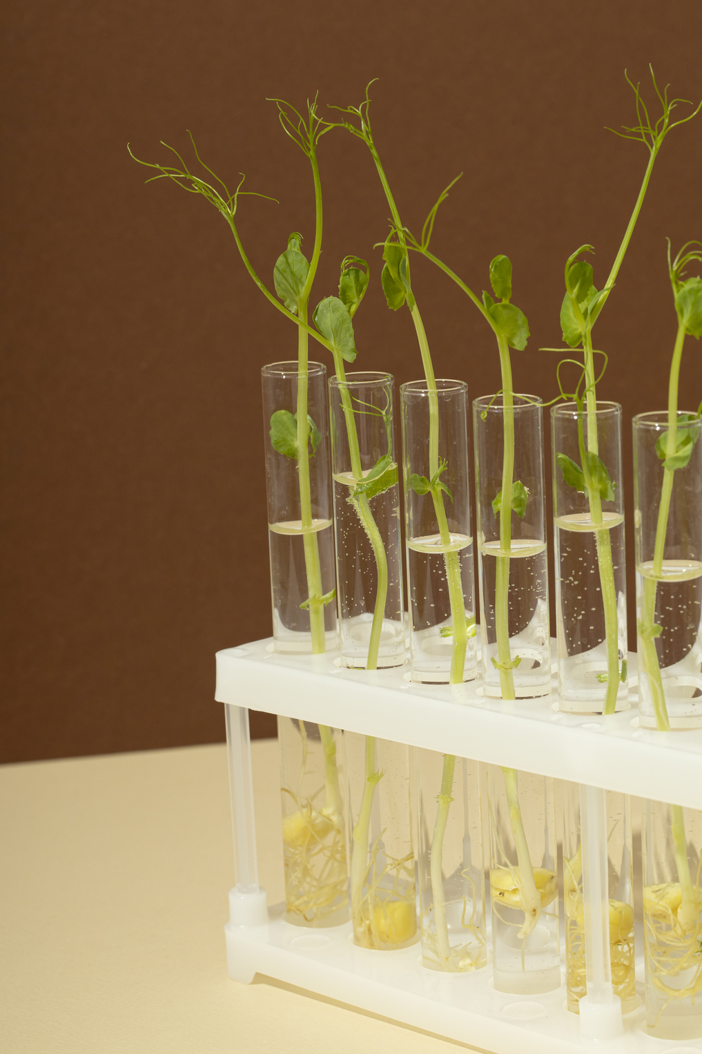 Chế phẩm sinh học