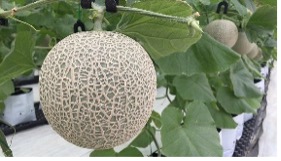 Dưa lưới rocket
