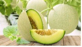 Dưa lưới ruột xanh Nhật Bản