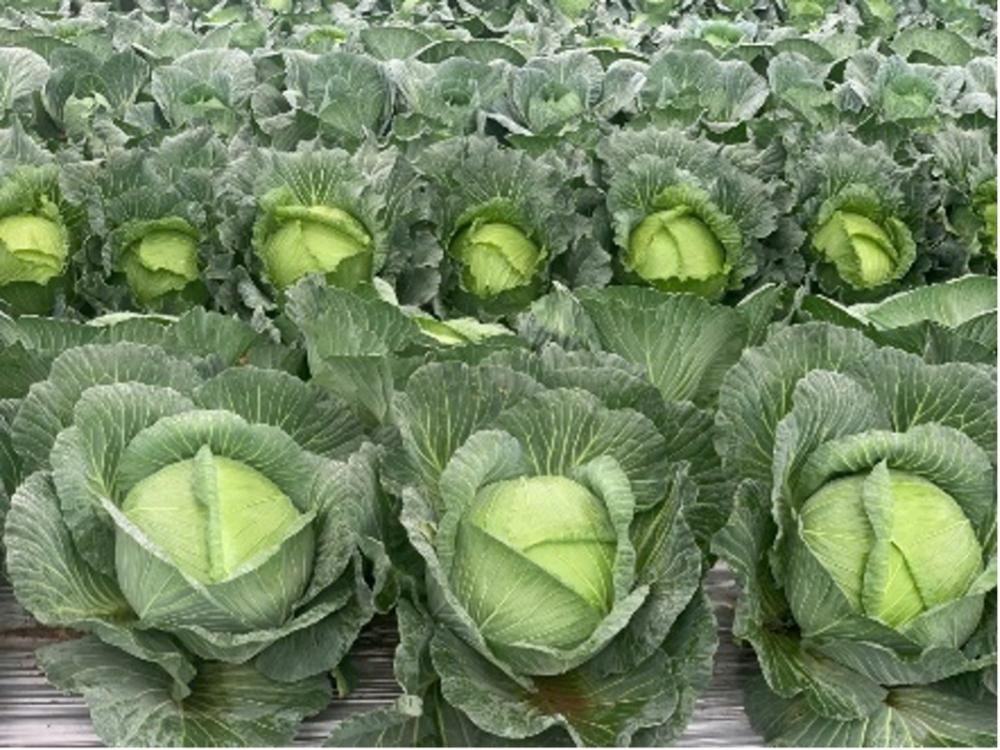 Bắp cải